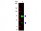 Anti-Swine IgG (H&L)  Secondary Antibody